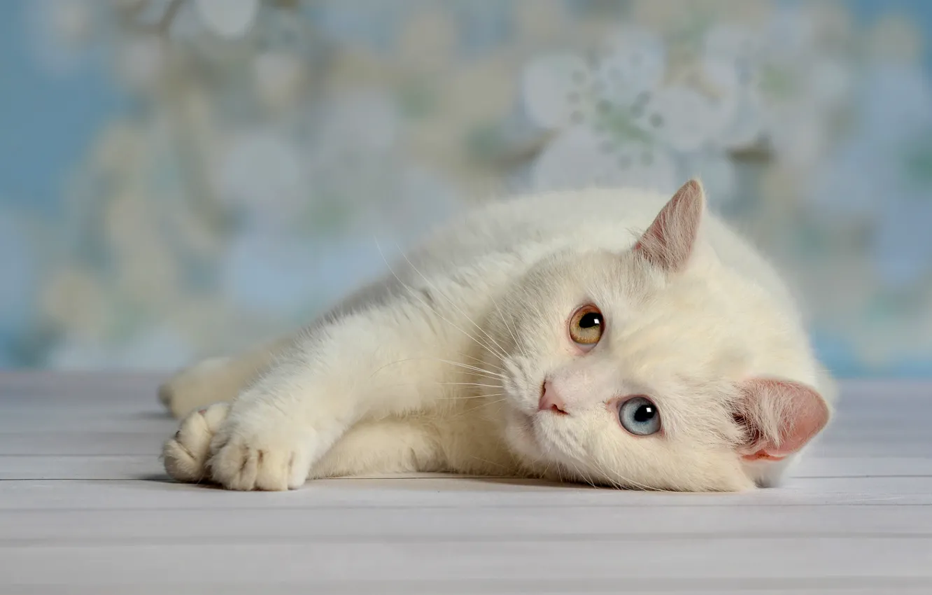 Photo wallpaper white, eyes, cat, stay, laziness