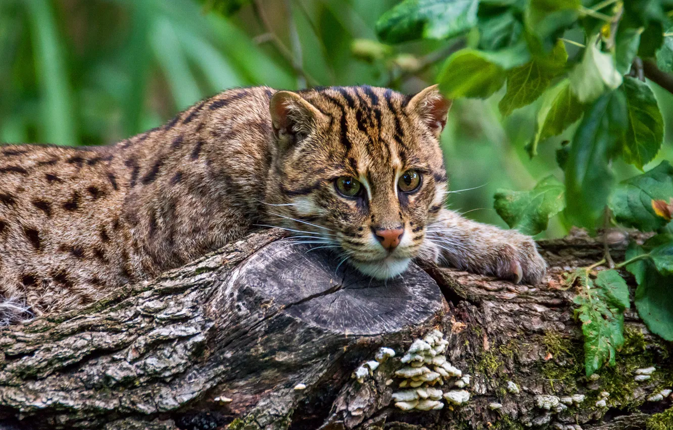 Photo wallpaper look, face, foliage, portrait, lies, log, wild cat, Fisher cat