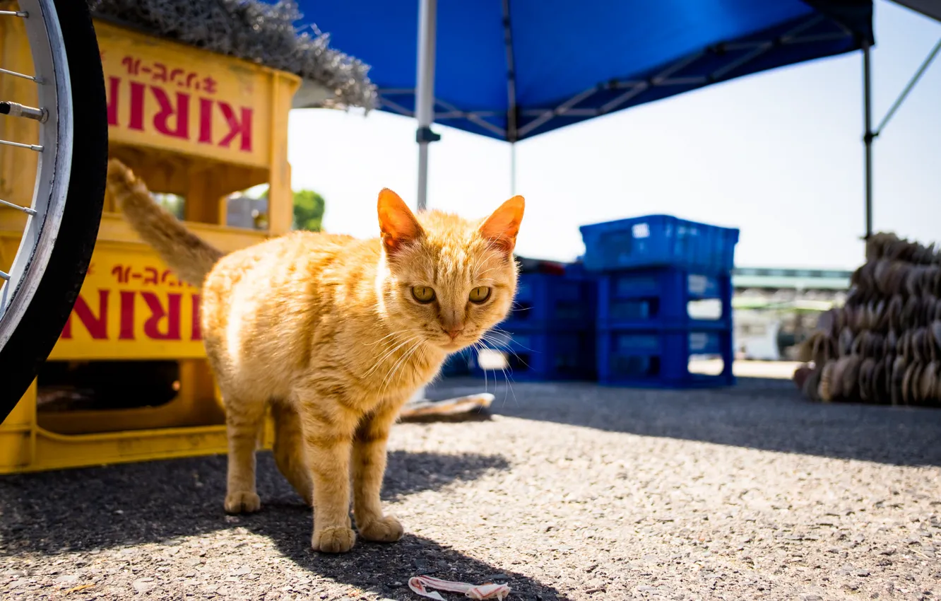 Photo wallpaper summer, cat, look