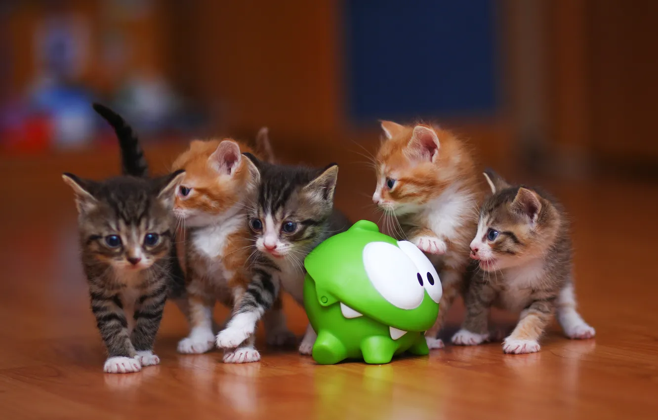 Photo wallpaper kitty, kittens, game, cat, seals, cats, cut the rope, Am Dumb&amplt;
