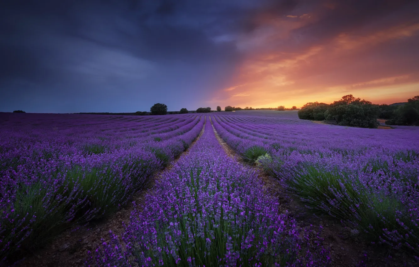 Photo wallpaper field, trees, flowers, the evening, lavender