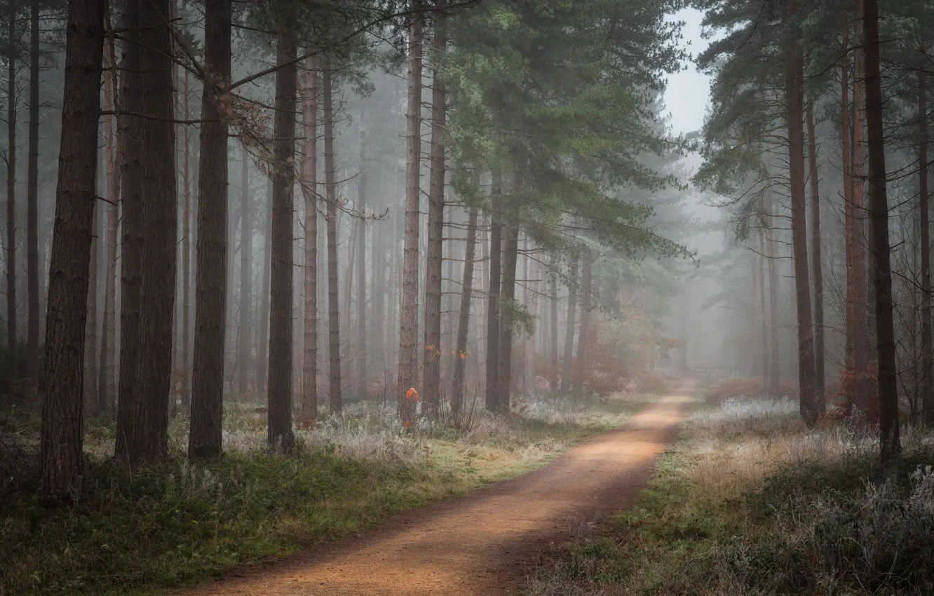 Photo wallpaper frost, forest, grass, trees, nature, fog, morning, track
