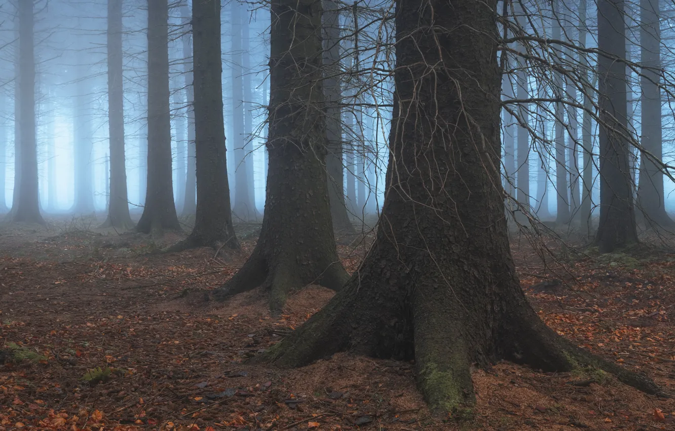 Photo wallpaper forest, trees, trunk