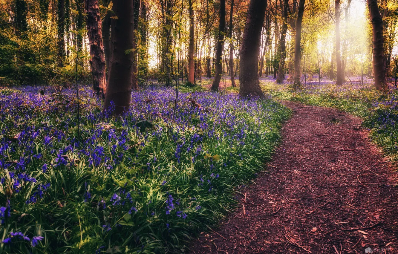 Photo wallpaper forest, flowers, spring