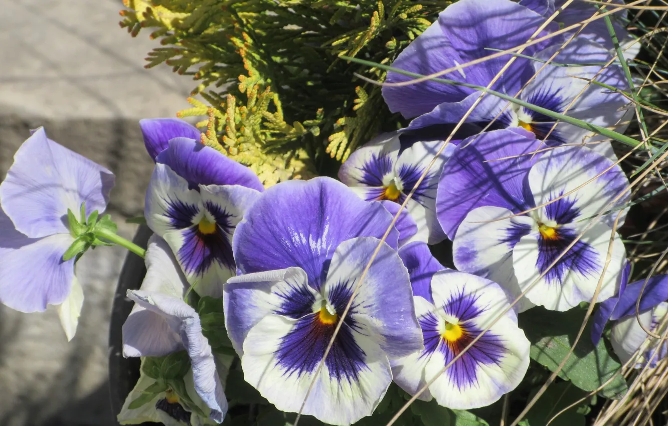 Photo wallpaper flowers, April, Pansy, spring 2018, Mamala ©