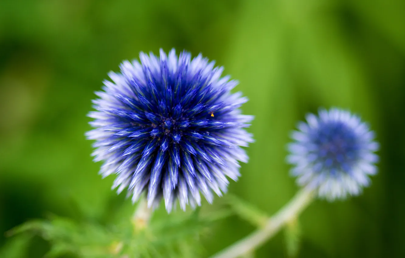 Photo wallpaper greens, flowers, blue, nature, plant, inflorescence, Echinops
