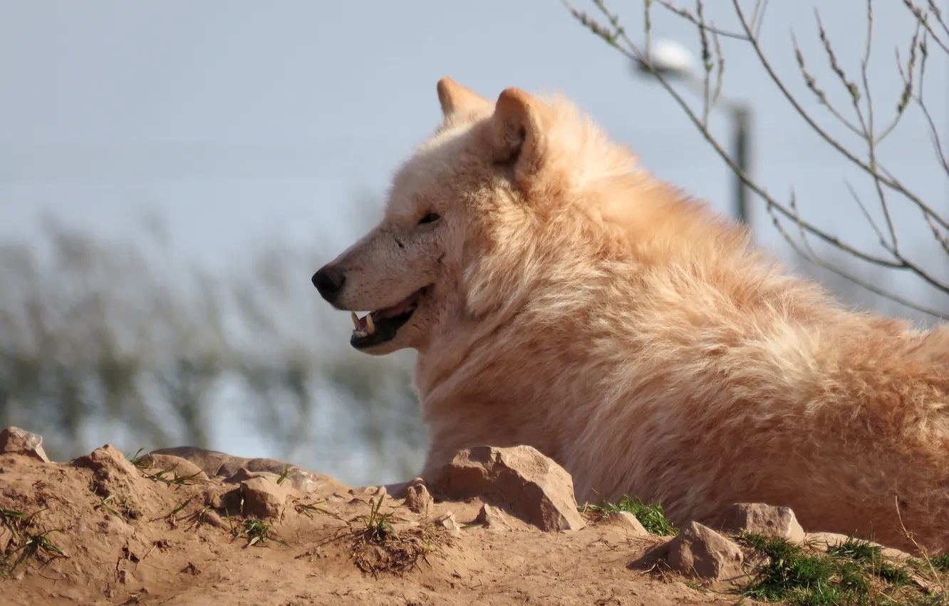 Photo wallpaper Predator, nature, snow, face, animal, wolf, wolves, canis lupus