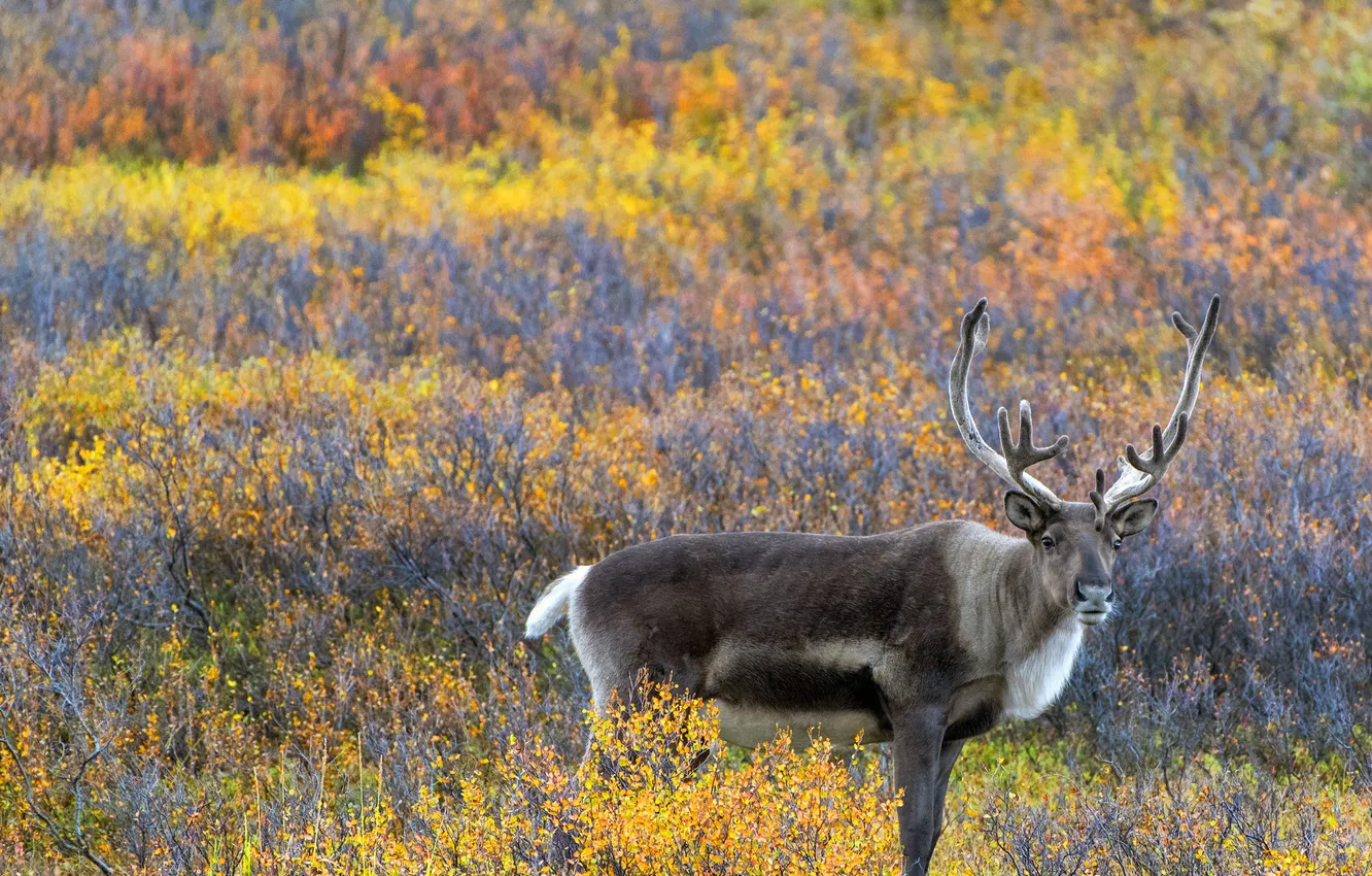 Photo wallpaper field, autumn, branches, nature, deer, shrub, the colors of autumn, reindeer