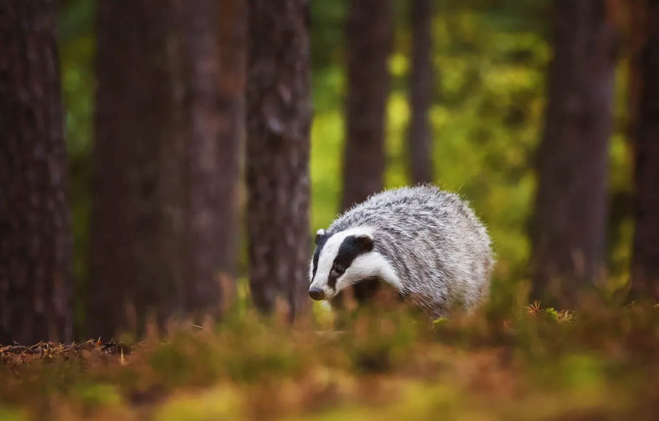 Photo wallpaper autumn, forest, grass, look, trees, pose, background, trunk