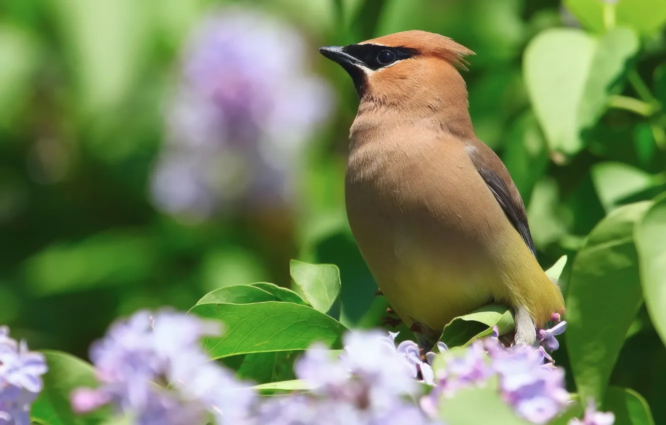 Photo wallpaper flowers, nature, bird, spring, the bushes, serene, the Waxwing