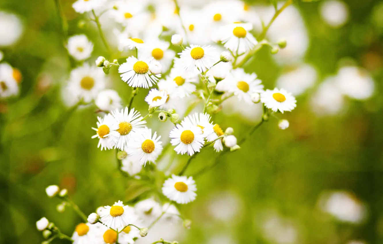 Photo wallpaper grass, flowers, nature, green, background, chamomile, Leentje photography