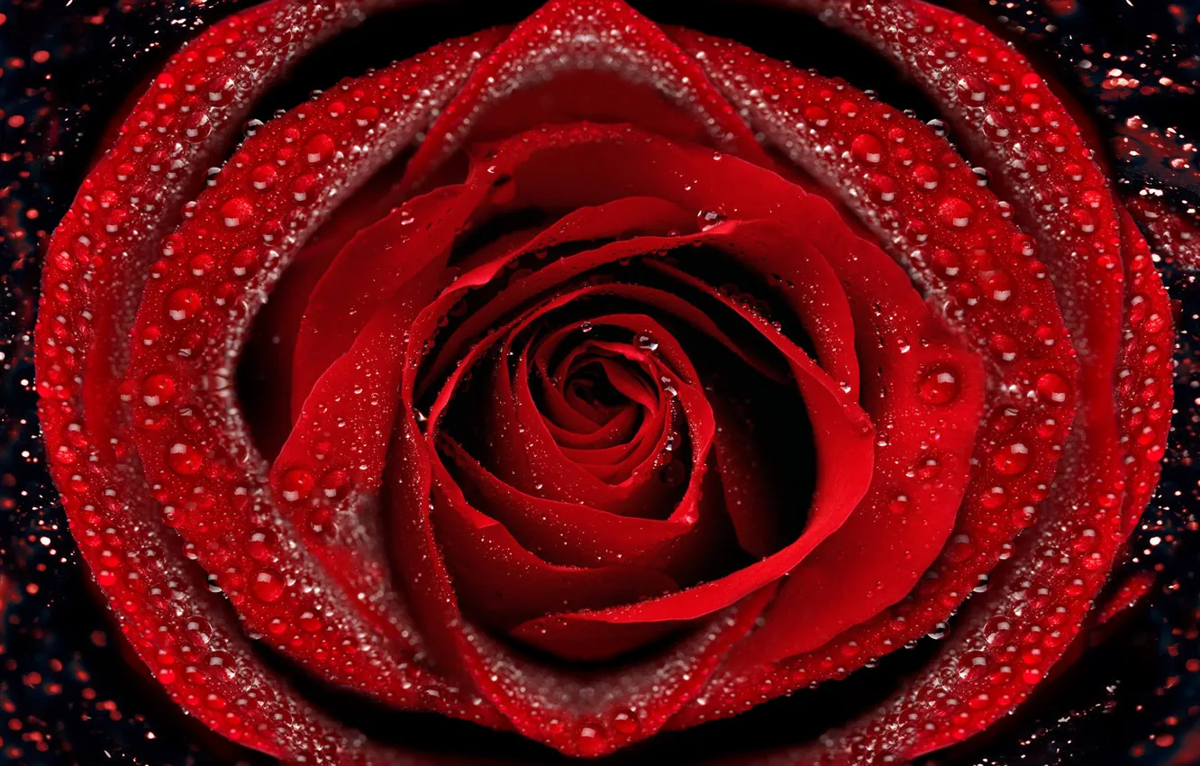 Photo wallpaper drops, macro, Rosa, roses, petals