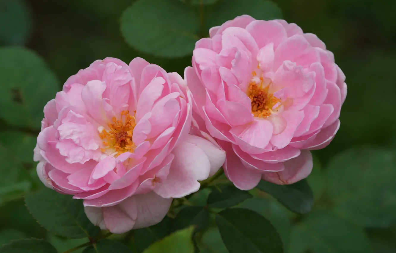 Photo wallpaper macro, roses, pink, Duo