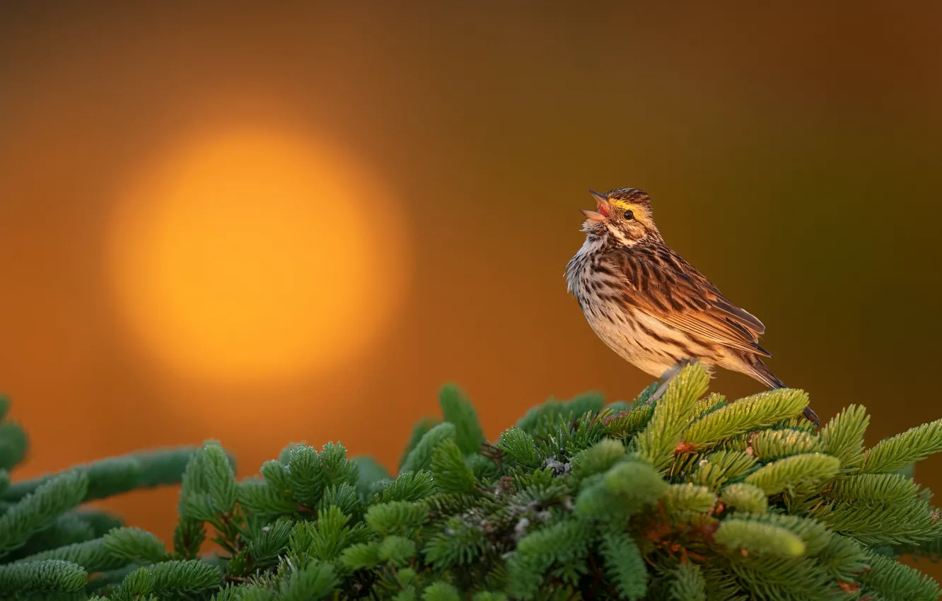 Photo wallpaper the sun, sunset, branches, background, bird, spruce, This Savannah Sparrow