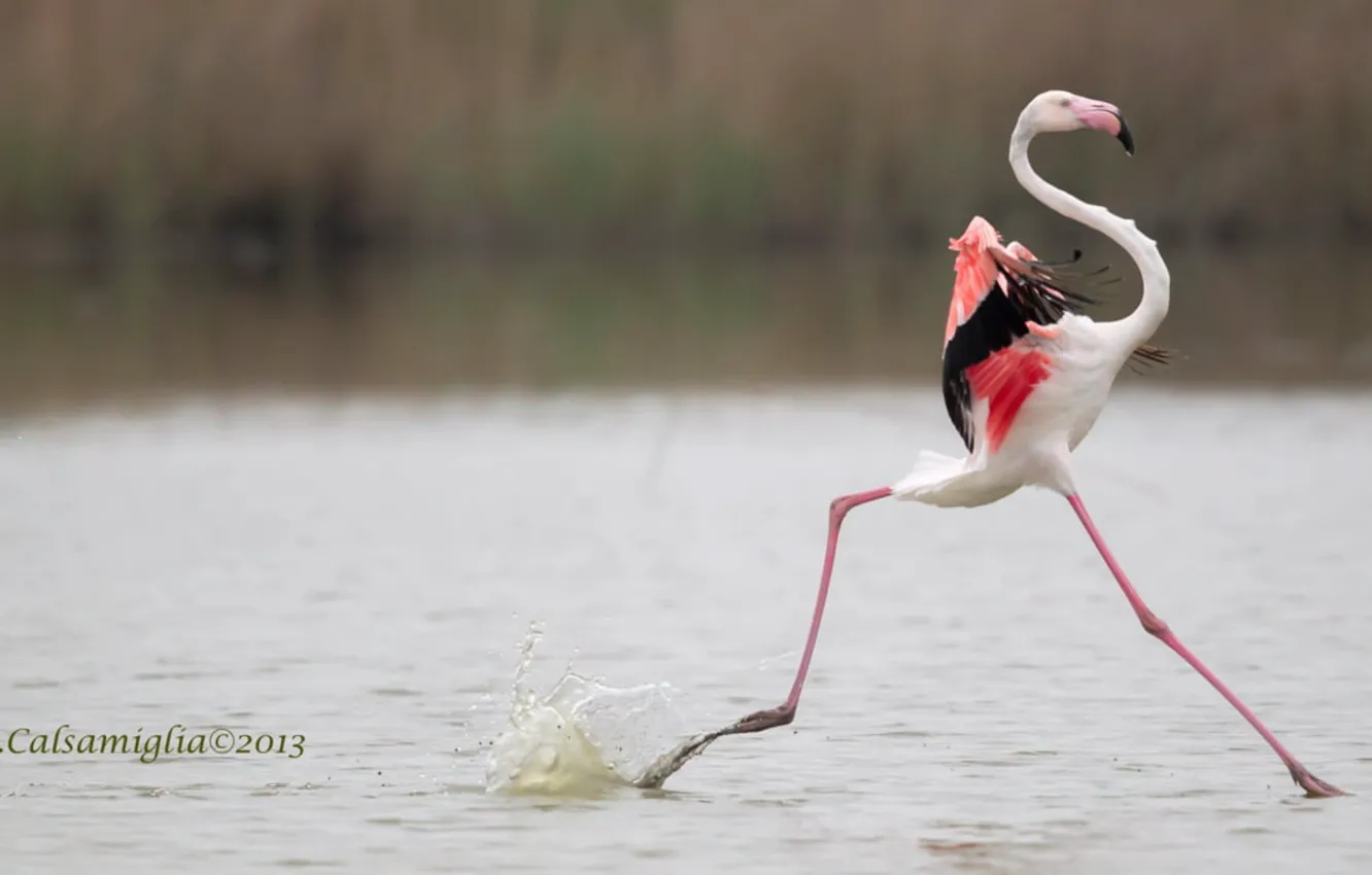 Photo wallpaper bird, pink, Passo, selective focus photography of Flamingo running on