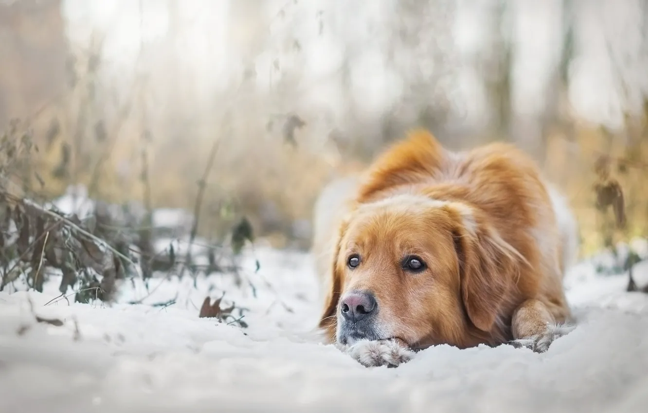 Photo wallpaper winter, snow, mood, dog
