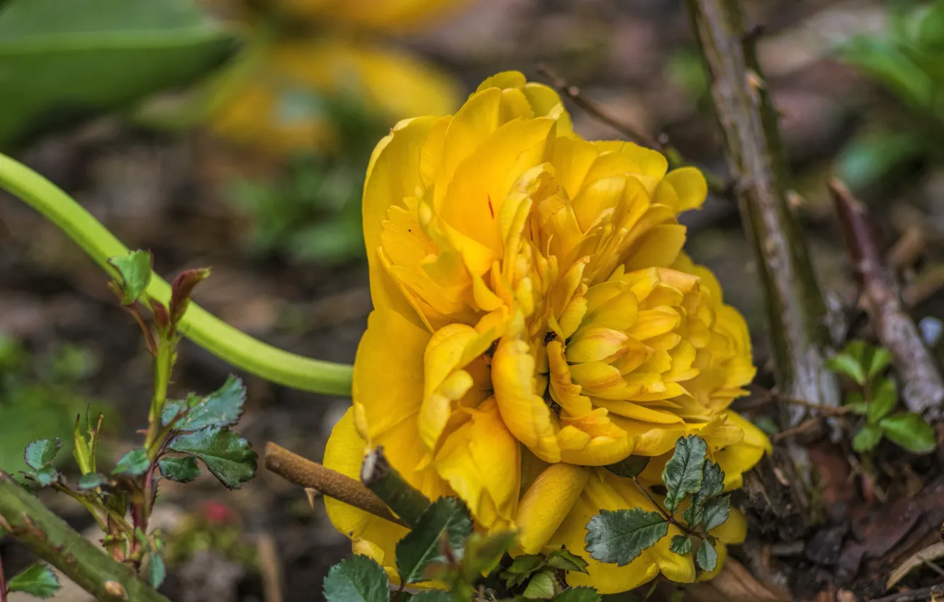 Photo wallpaper macro, flowers, yellow, spring, tulips, flowerbed, bokeh, Terry