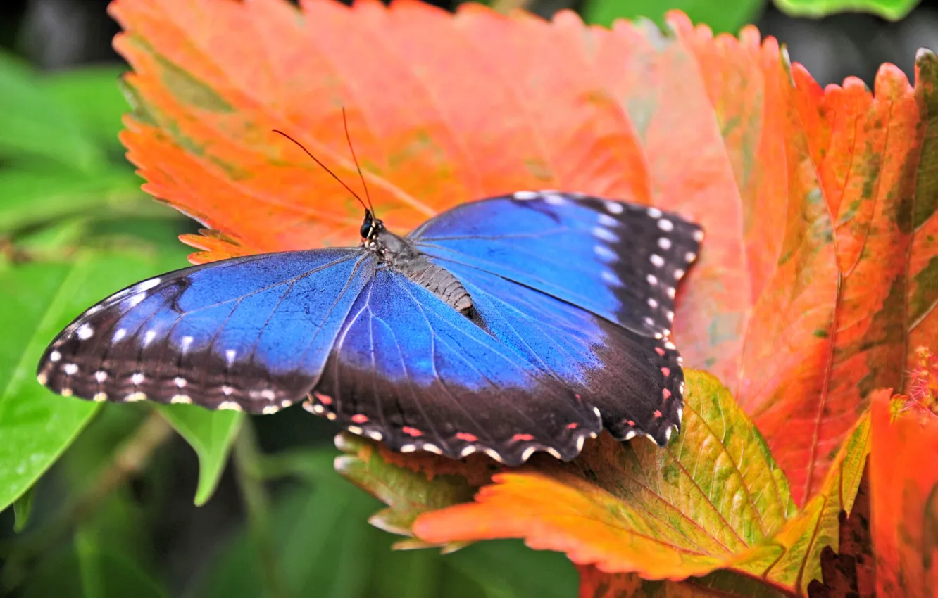 Photo wallpaper macro, orange, bright, leaf, Butterfly, blue, autumn