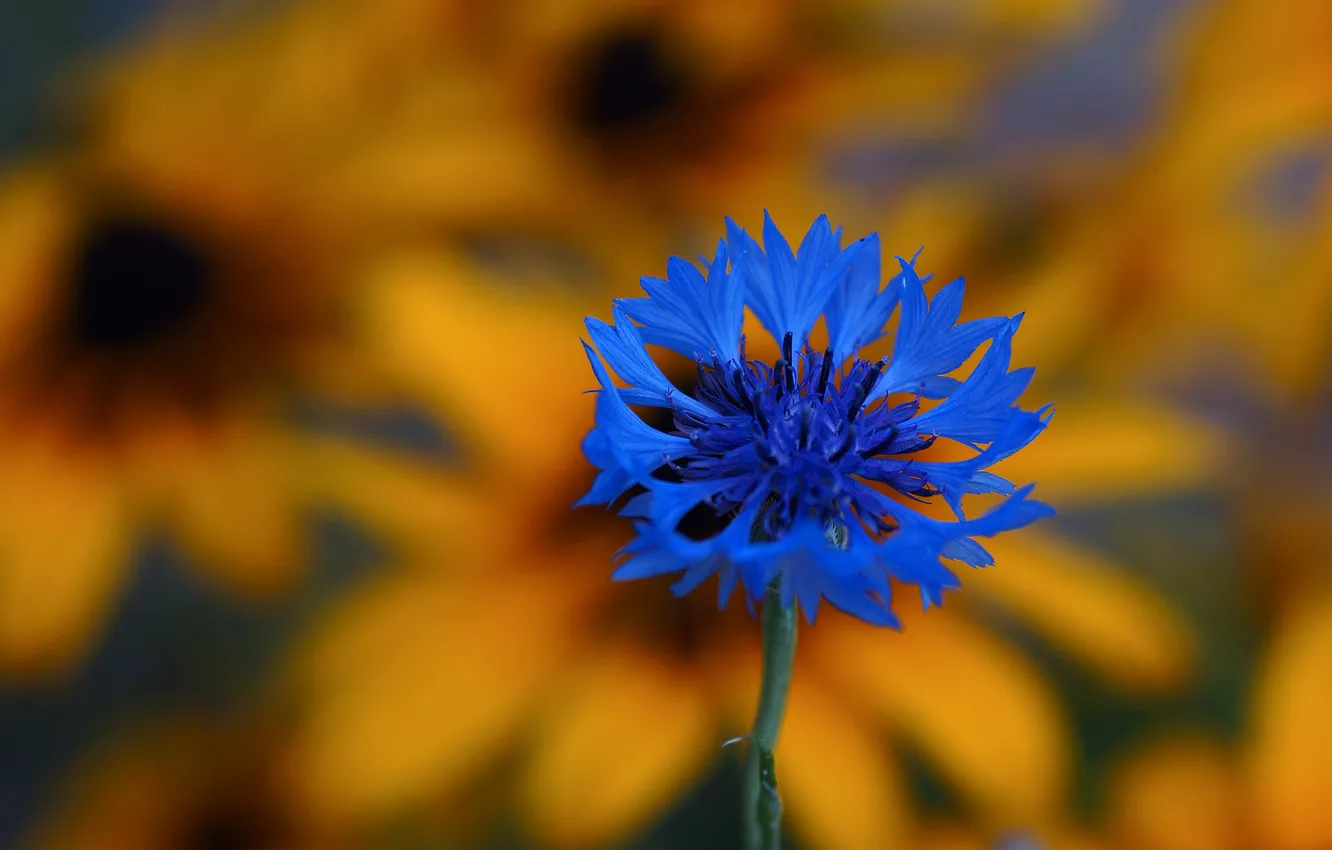 Photo wallpaper flowers, petals, meadow, exotic