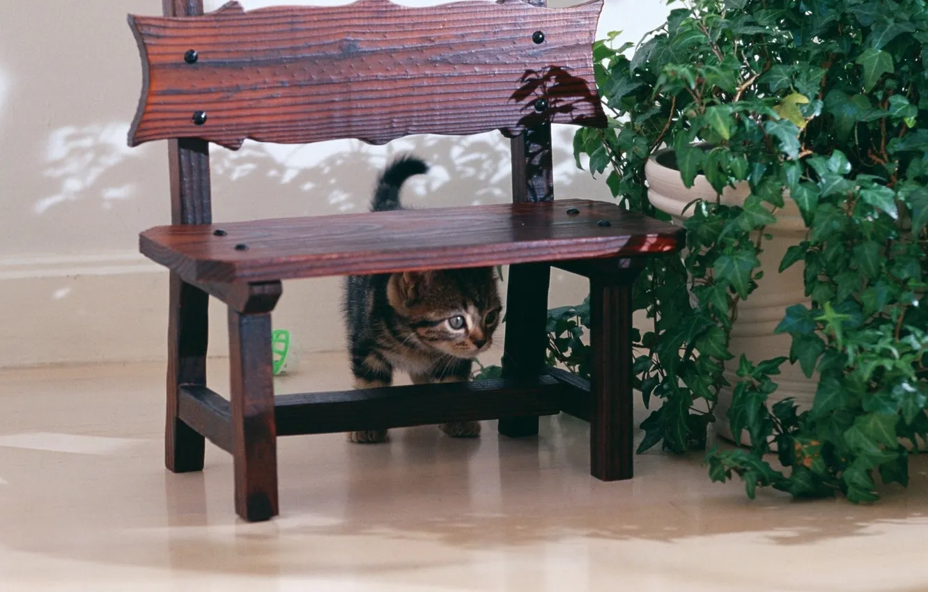 Photo wallpaper shop, kitty, gray