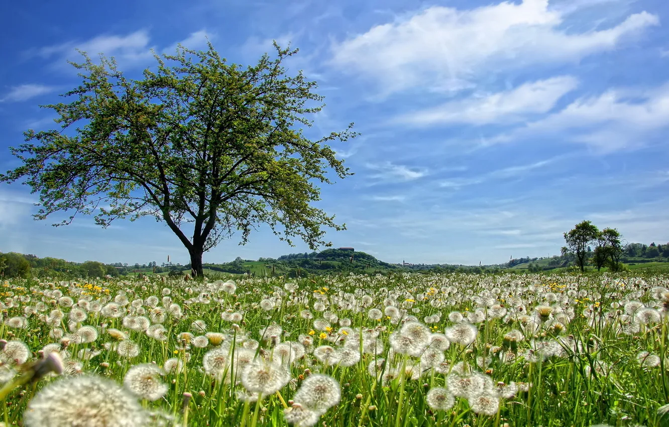 Photo wallpaper greens, the sky, clouds, trees, dandelion, glade, horizon, fluff