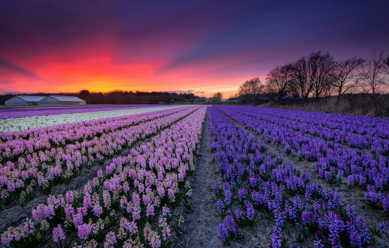 Photo wallpaper field, the sky, sunset, flowers