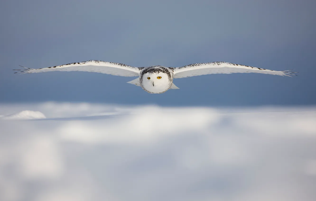 Photo wallpaper white, clouds, flight, owl, snow