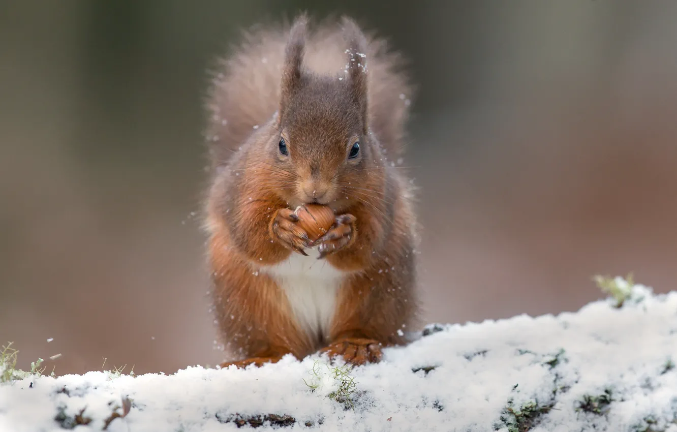 Photo wallpaper snow, protein, red, nuts