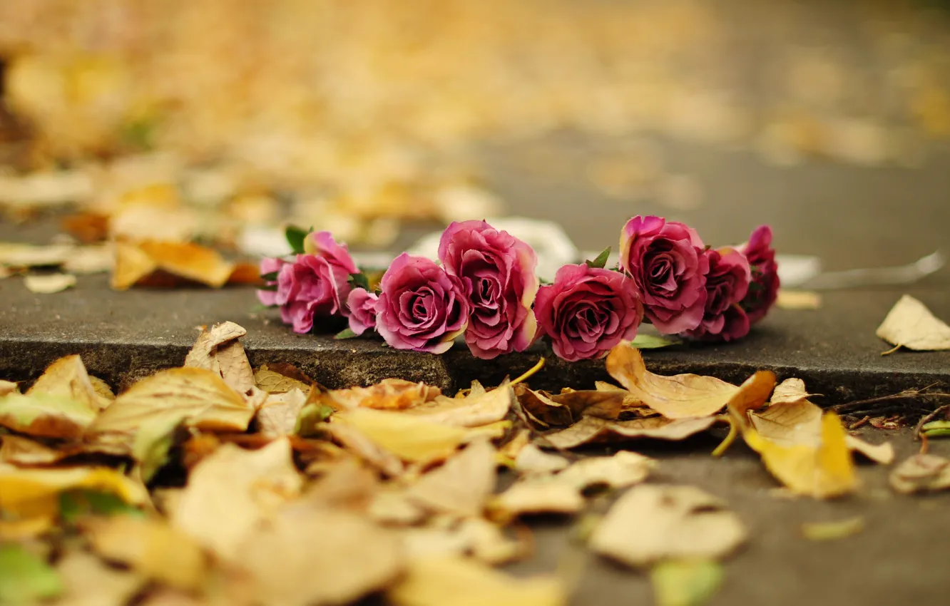 Photo wallpaper autumn, leaves, flowers, background, earth, widescreen, Wallpaper, rose