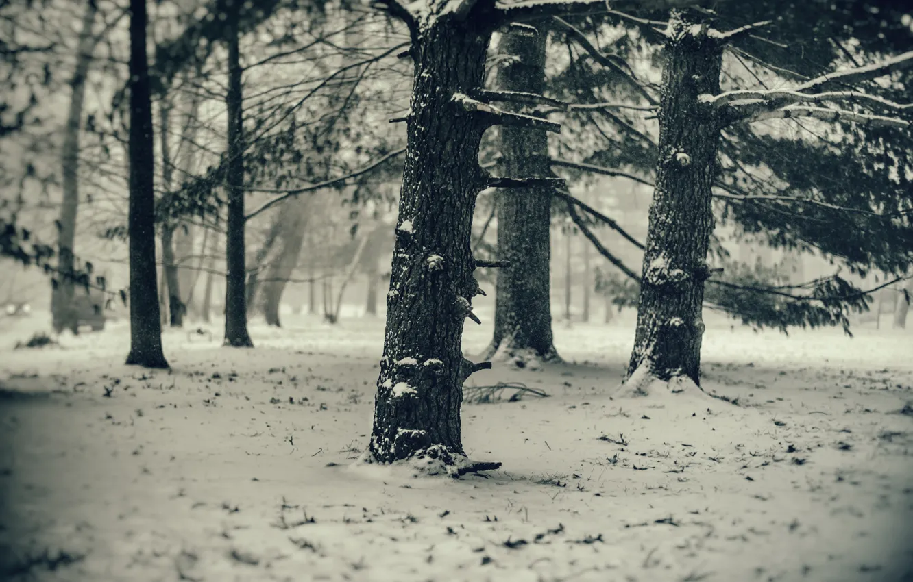 Photo wallpaper cold, winter, snow, trees, pine
