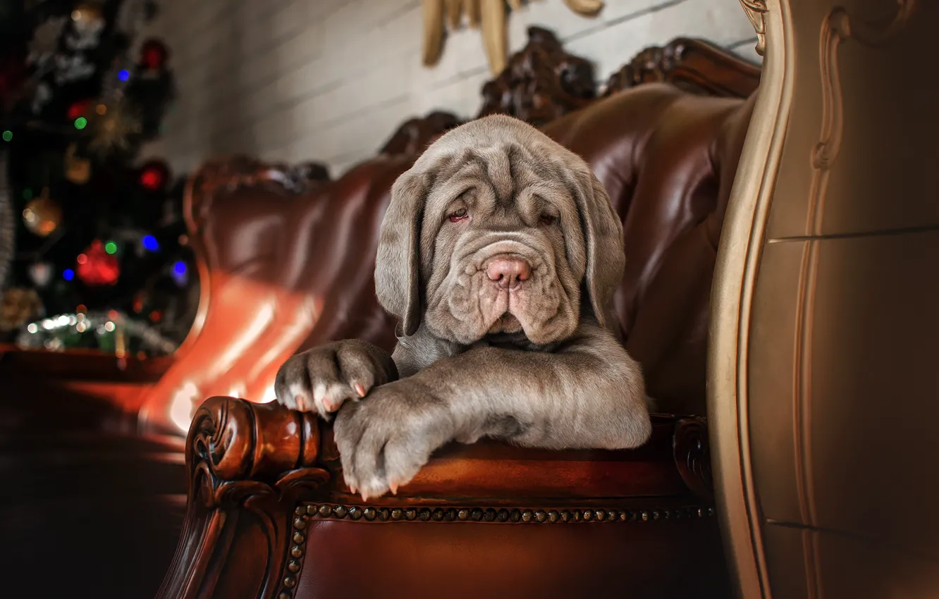 Photo wallpaper pose, room, sofa, animal, tree, dog, puppy, dog