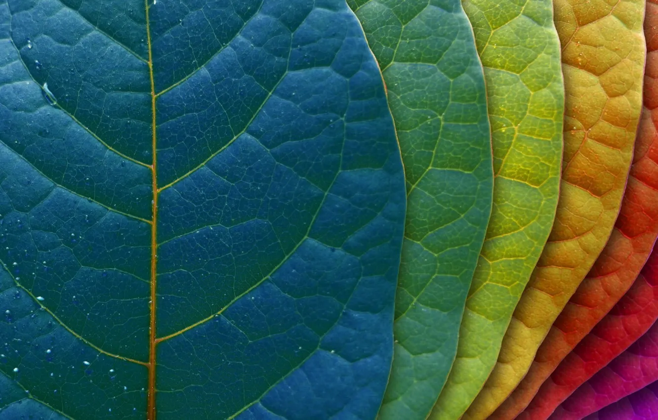 Photo wallpaper leaves, background, leaf, color, graduation