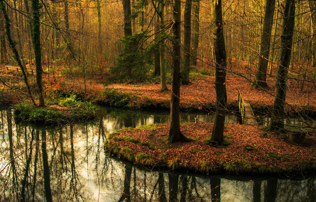 Photo wallpaper forest, bridge, autumn, reflection, pond, mirror