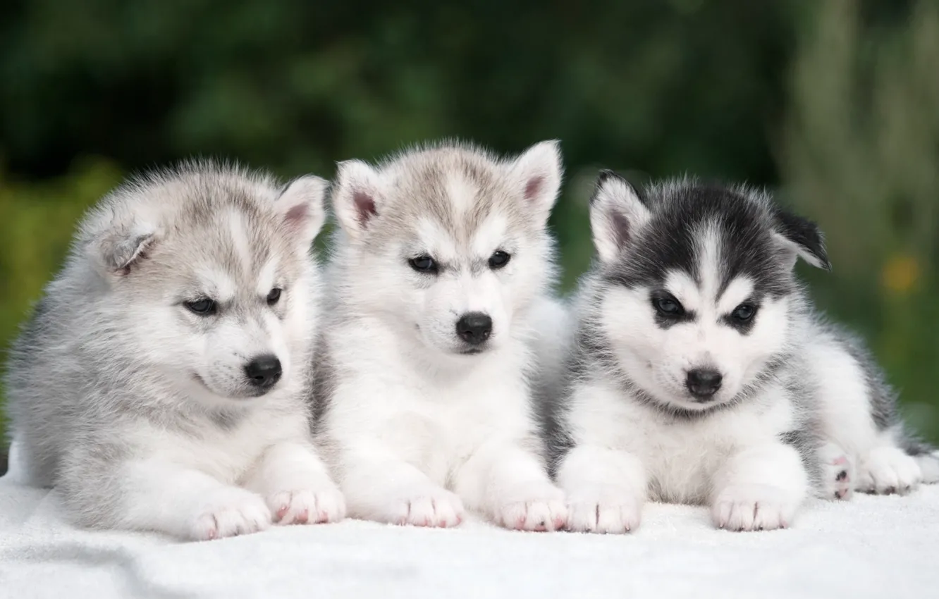 Photo wallpaper puppy, trio, husky