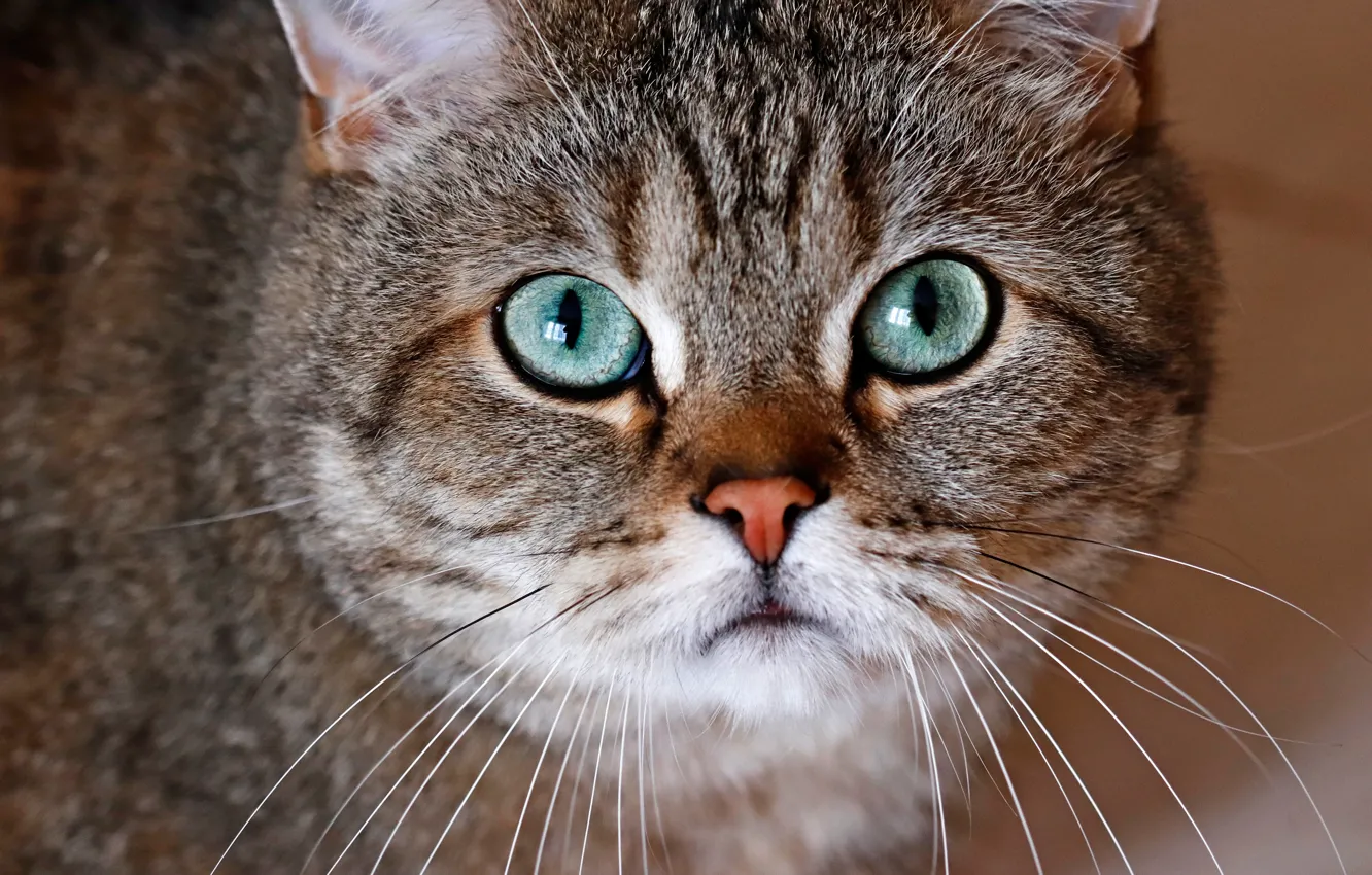 Photo wallpaper cat, cat, look, face, close-up, grey, background, portrait