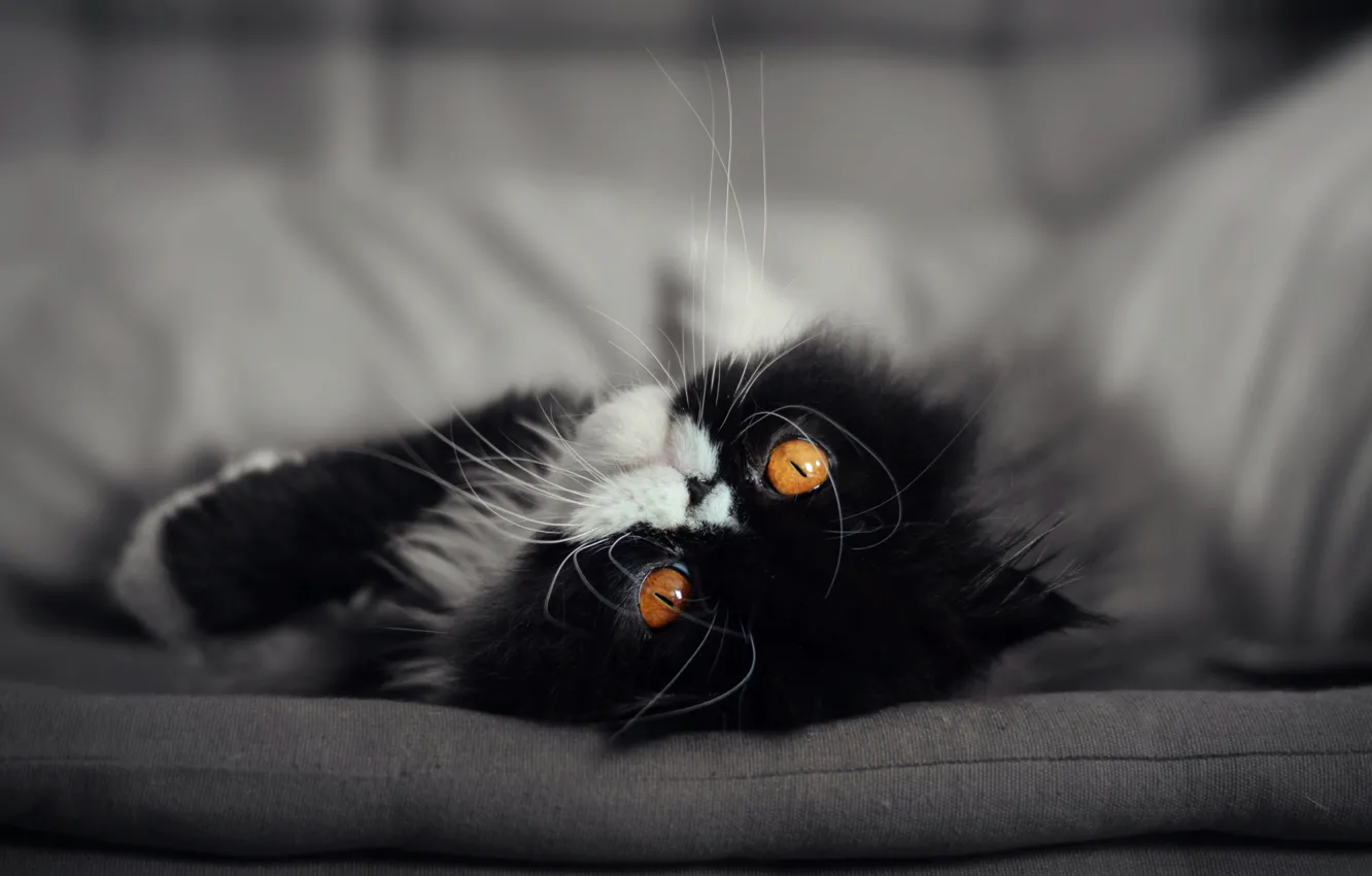 Photo wallpaper cat, cat, muzzle, eyes. look