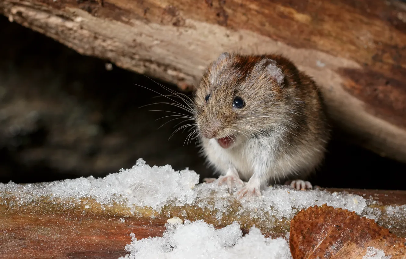 Photo wallpaper look, nature, mouse