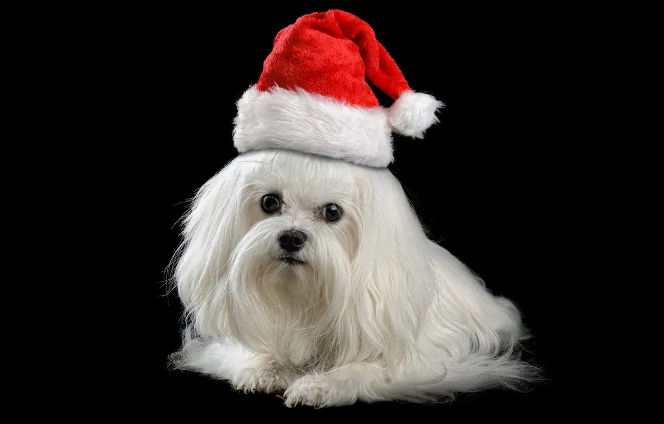 Photo wallpaper animals, red, holiday, new year, Christmas, dog, puppy, Santa