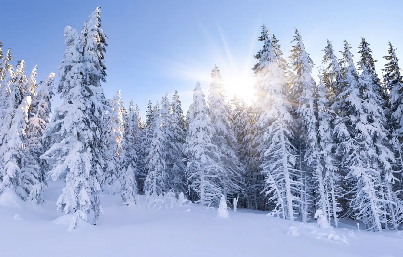 Photo wallpaper winter, forest, the sky, the sun, rays, snow, landscape, branches