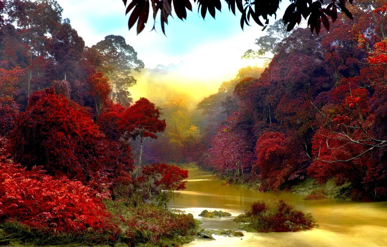 Photo wallpaper autumn, trees, fog, river