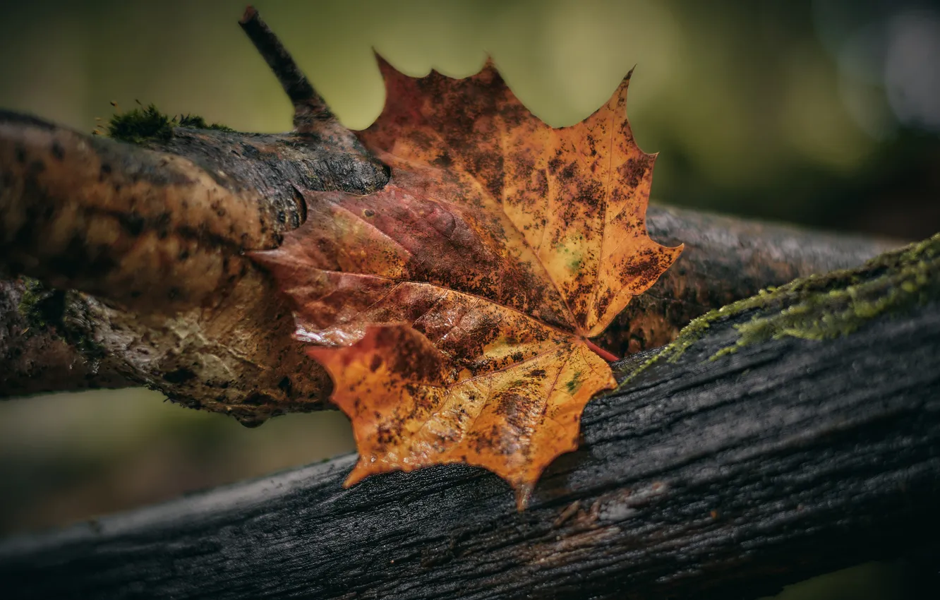 Photo wallpaper autumn, leaves, macro, branches, nature, Board, leaf, red