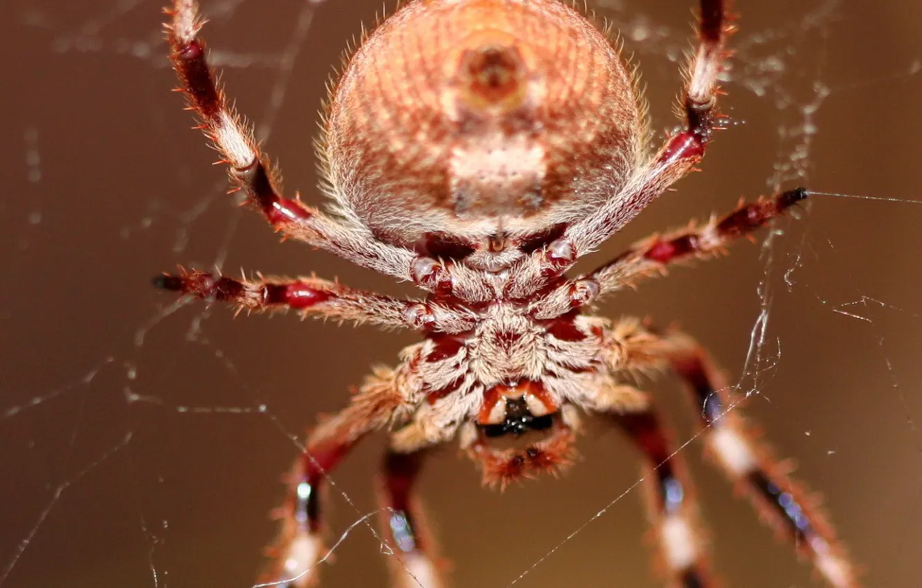 Photo wallpaper web, spider, hairs