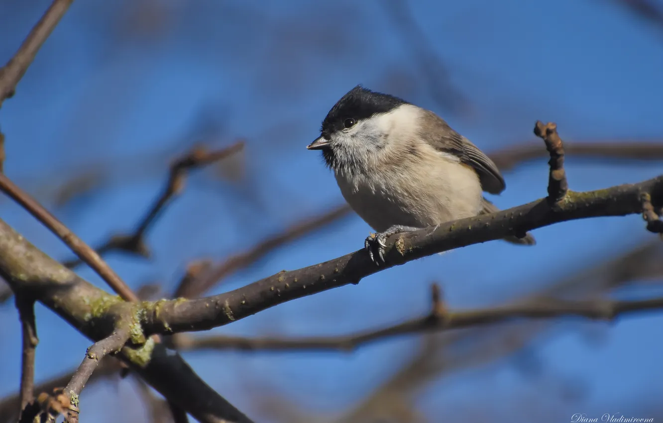Photo wallpaper bird, Black-headed tit, photohunt