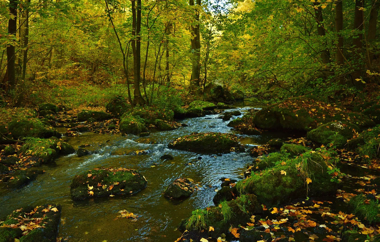 Photo wallpaper autumn, forest, water, trees, river, stones