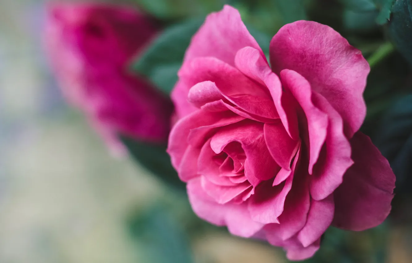Photo wallpaper flower, macro, background, pink, rose, petals, Bud, bright