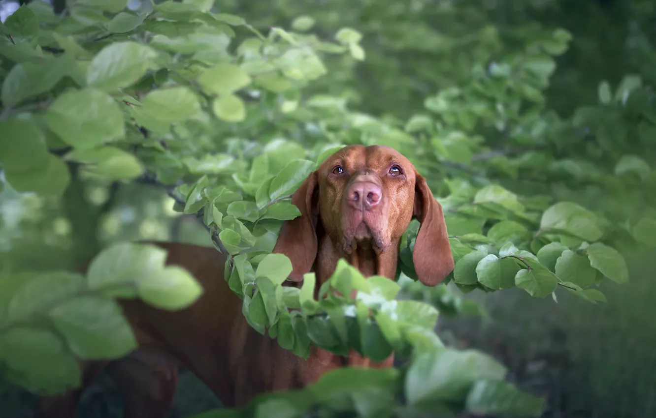 Photo wallpaper look, each, dog