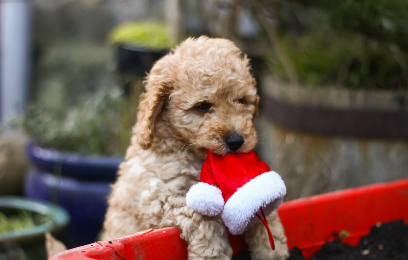 Photo wallpaper hat, dog, wool