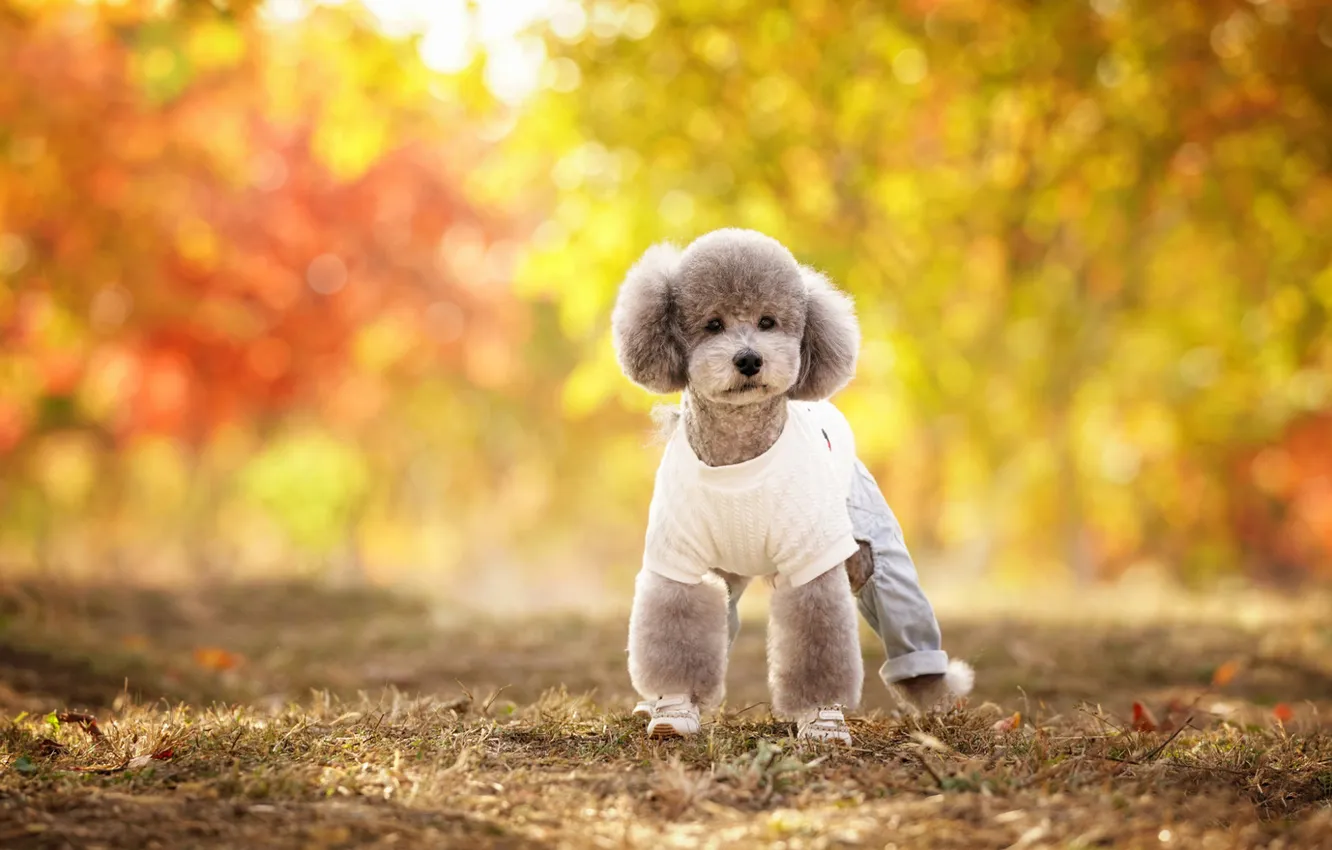 Photo wallpaper look, nature, pose, dog, puppy, face