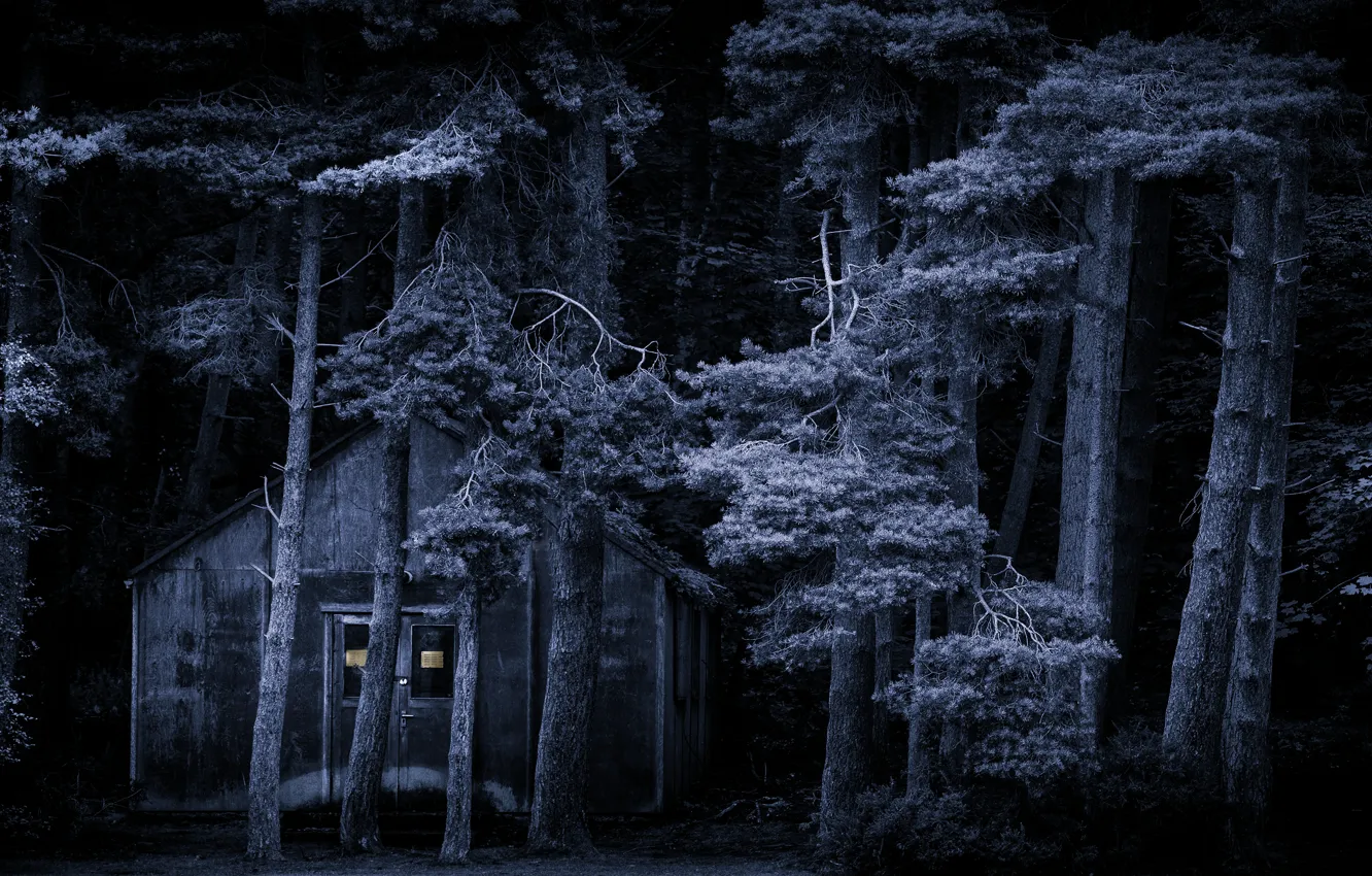 Photo wallpaper forest, trees, night, branches, house, darkness, trunks, the darkness