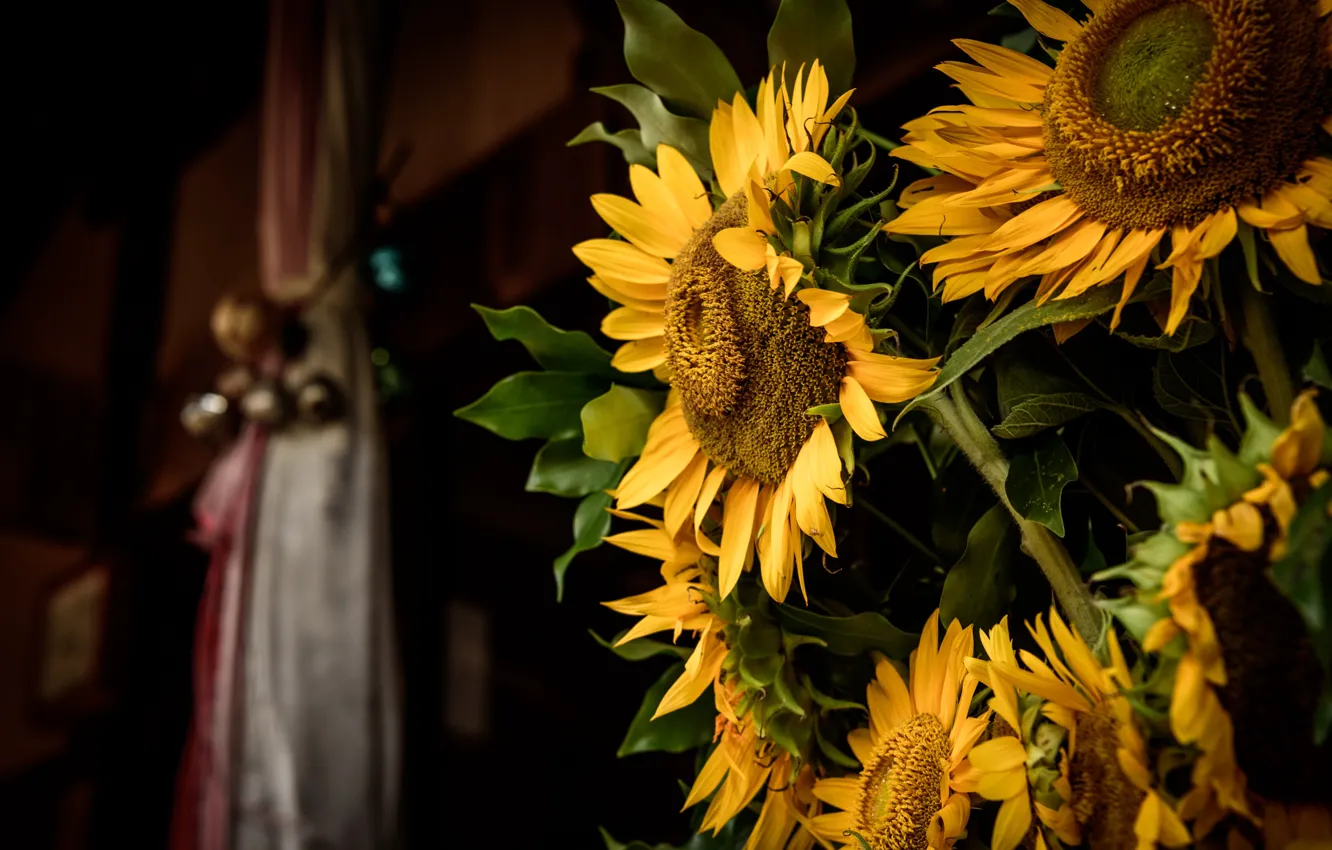 Photo wallpaper sunflowers, flowers, the dark background, room, bouquet, yellow, sunflower